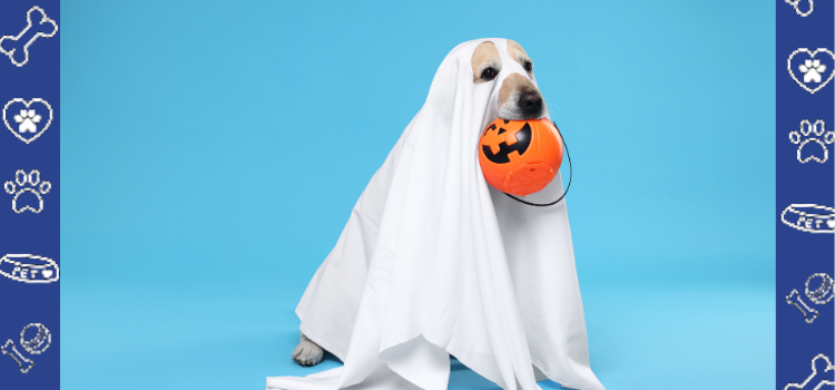 Happy Halloween, Pet Parents! 🎃 Celebrate October 31 with a Spooktacular Discount on ESA Housing Letters!