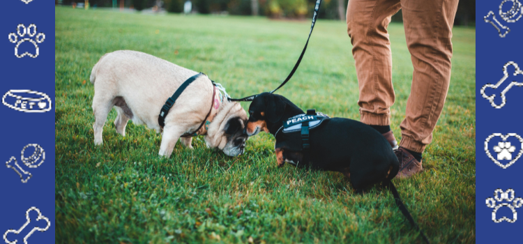 The No-Pet Policy Loophole: Get a Cheap ESA Letter for Housing