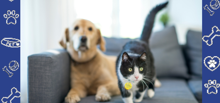 Pet-Friendly Hotels in Nebraska: Where to Stay with Your Cat or Dog
