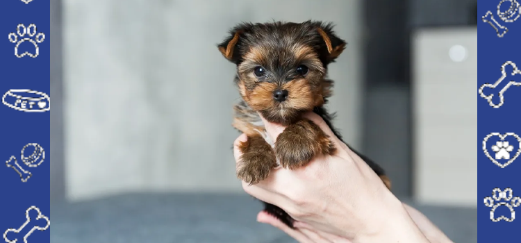 April Self-Care Guide: How Emotional Support Animals Improve Daily Mental Wellness