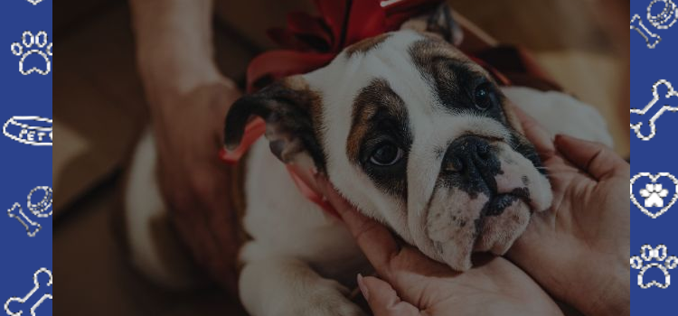 Multiple ESA Animals in One Home: What Landlords Must Allow and How to Get Approved in 2026