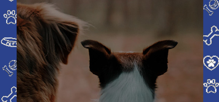 Why April is the Perfect Month to Celebrate Emotional Support Animals