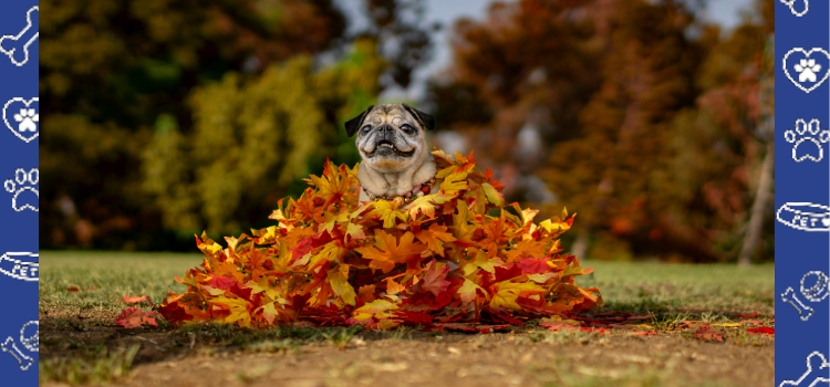 October Fall: Embracing the Season with Your ESA Animal and Housing Rights