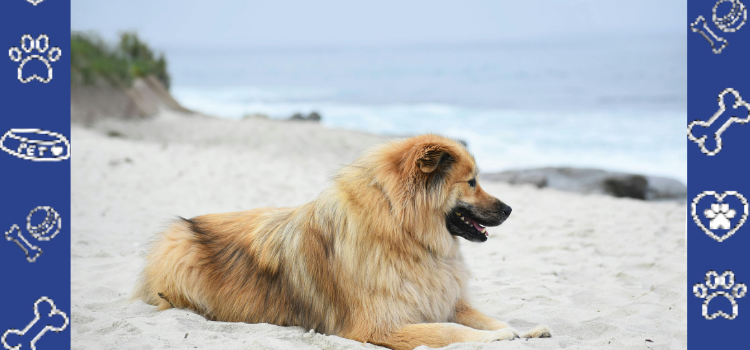 Moving with a Dog? How to Get a Cheap ESA Letter Online (2026 Guide)