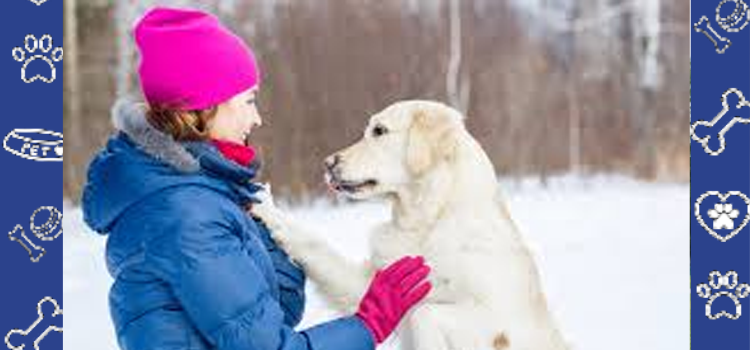 How Your Emotional Support Animal Helps Reduce Holiday Stress | PetCerts