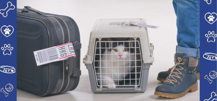 What You Need to Know About Traveling with Your ESA Cat