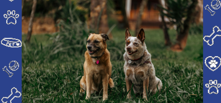 PetCerts.com ESA Letters for No-Pet Apartments | Fast & Guaranteed