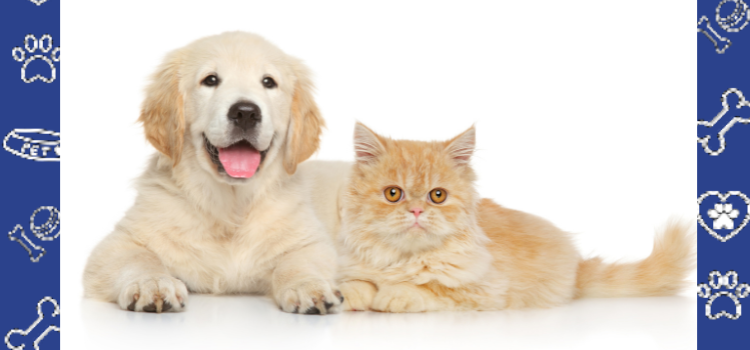 Your ESA Rights in WV: Can You Have a Dog or Cat in That Apartment?