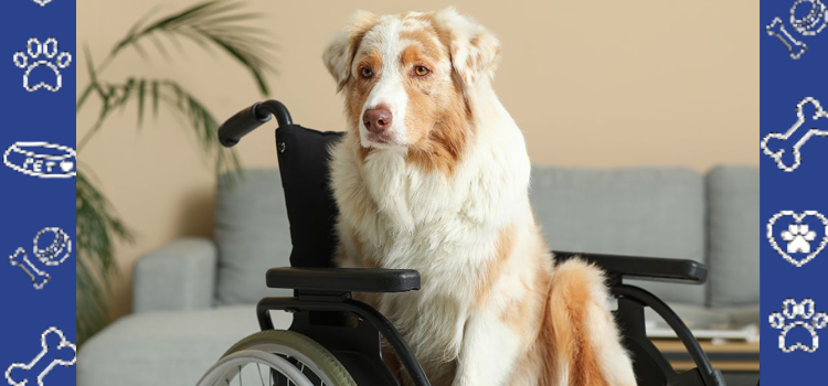 Living With PTSD: How Psychiatric Service Dogs Make Daily Life Easier