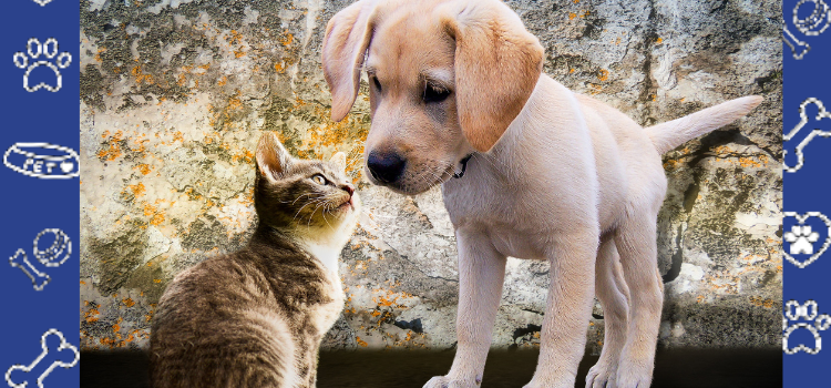 ESA Housing Letter vs Pet Policy in Idaho Rentals: What’s the Difference?