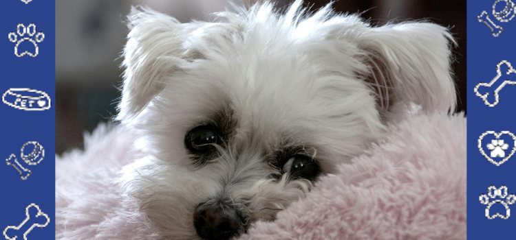 Get a Cheap ESA Letter for Housing & Travel - Your Emotional Support Animal Solution!