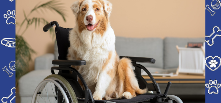 Can I Fly with My Psychiatric Service Dog? North Dakota Residents’ Guide to Federal Laws