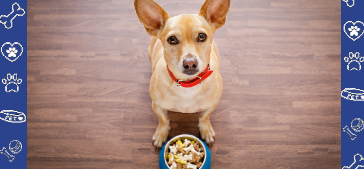 Homemade Dog Treat Recipes That Are Healthy and Delicious