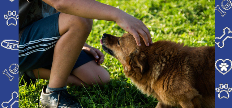 BYU–Hawaii ESA Policy: Emotional Support Animals in Student Housing