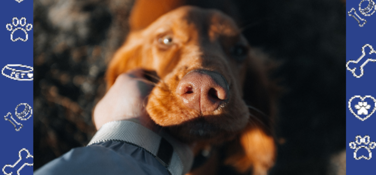 No-Pet Apartments and ESAs: When Landlords Can Legally Say “No”