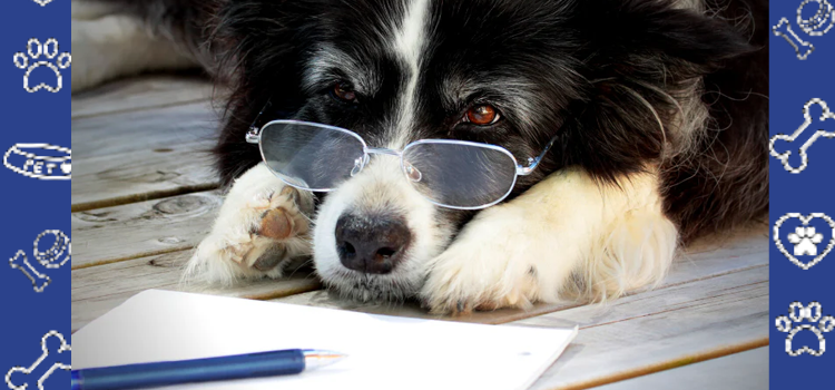 Why a Legit ESA Letter Matters in 2025: Avoid Scams & Ensure Compliance