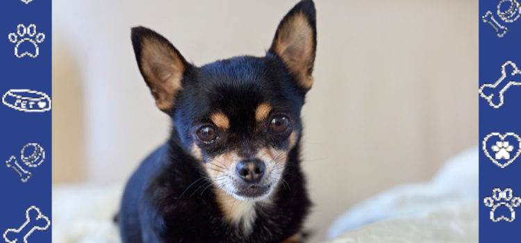 Cheap ESA Letter: A Game-Changer for Pet Lovers - PetCerts.com