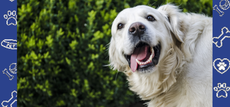 Top Dog-Friendly Cities in Tennessee You’ll Want to Visit