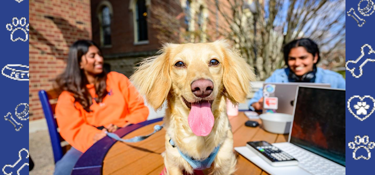 🐾 ESA Letters and Roommates: What Students and Renters Need to Know in 2026