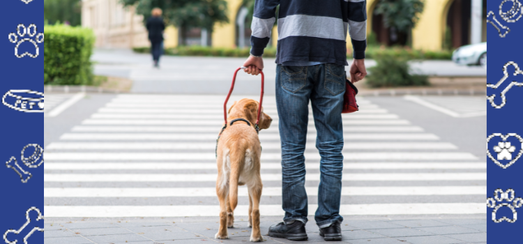 Flying with Your PSD: District of Columbia Residents' Guide to Air Travel