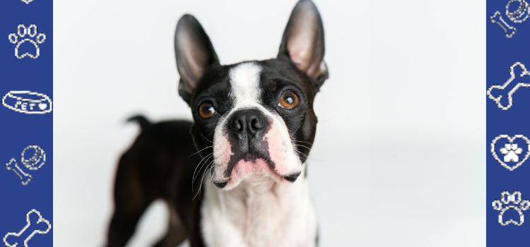 How to Help a Rescue Dog Overcome Anxiety and Fear | PetCerts Cheap ESA Letter