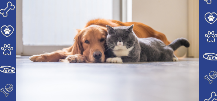 Why Florida is the Best State for Moving with Your Emotional Support Animal by PetCerts.com