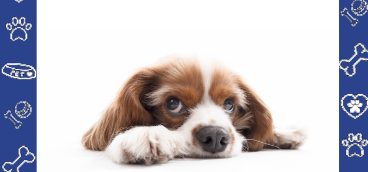 Cheap ESA Letter: Get Yours FAST with PetCerts.com (100% Guaranteed)