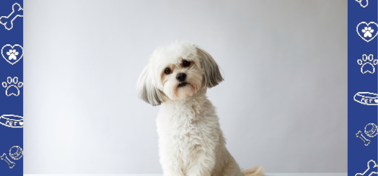 Why a Shih Tzu Makes an Ideal Emotional Support Animal