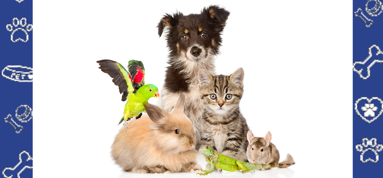 Can Emotional Support Animals Live in βNo Petβ Apartments? Your 2025 Rights Explained
