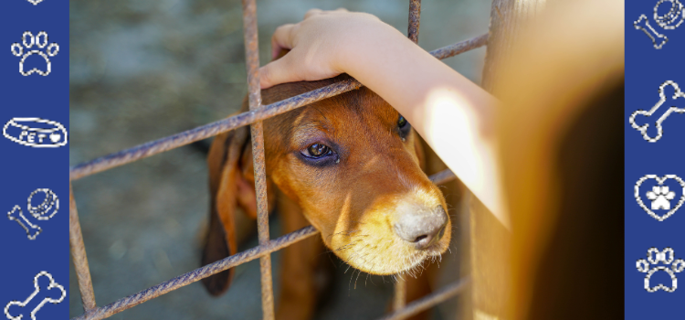 The Most Affordable Way to Get an ESA Letter at PetCerts.com
