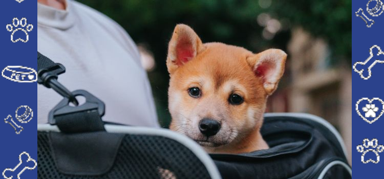 Keeping Your Emotional Support Animal Calm and Safe During Holy Week Celebrations