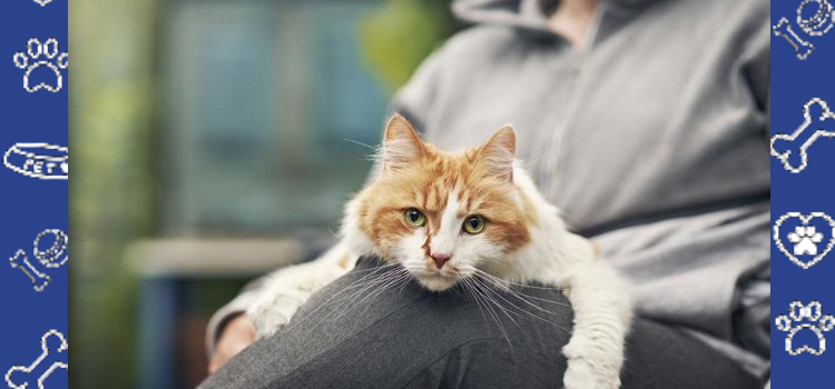 Why Cats Make Perfect Emotional Support Animals for a Calm Home