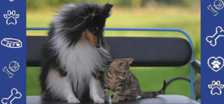 ESA vs. Service Animal Housing: Key Differences & How to Get a Cheap ESA Letter