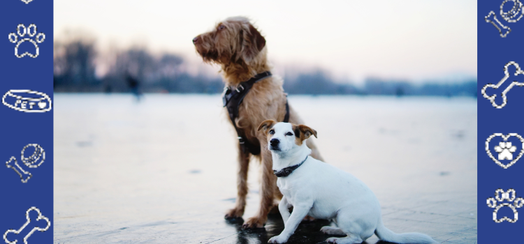 What Documents Do Landlords Require for Emotional Support Animals? | PetCerts