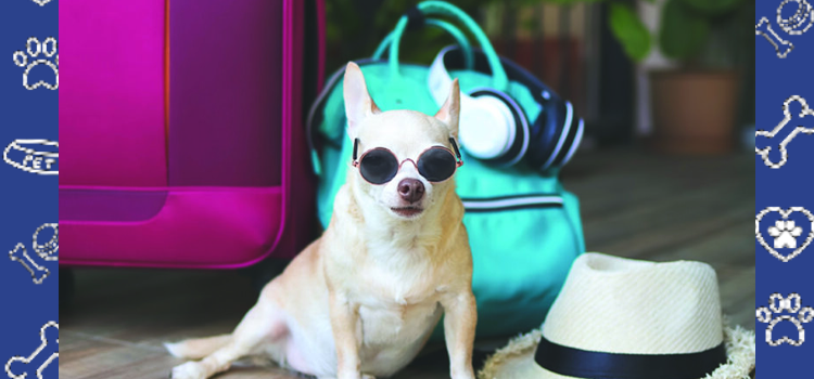 Cheap ESA Letter Online: Airbnb Service Animals vs Emotional Support Animals vs Pets | What Hosts Need to Know!