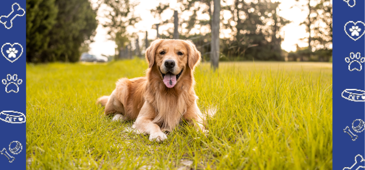 Why Golden Retrievers Make the Best Emotional Support Animals (ESAs) + How to Get Your ESA Housing Letter at PetCerts.com