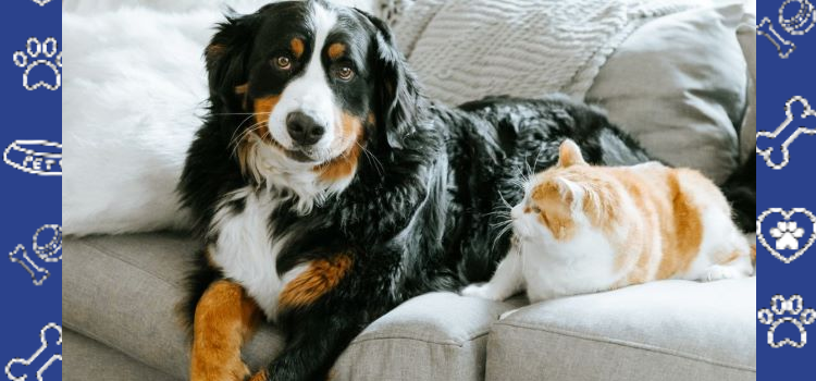 The Healing Bond: How Emotional Support Animals Support Mental Health | ESA Letter for Housing