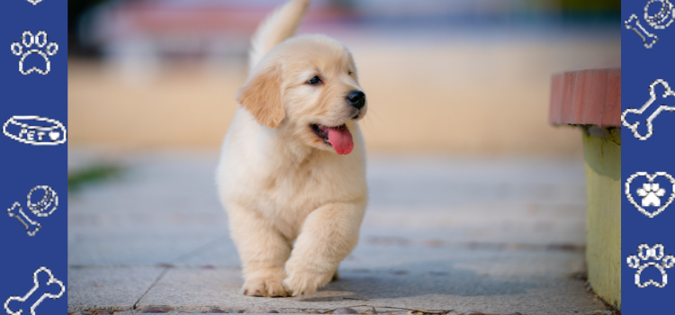 Are PetCerts.com ESA Letters Legit? FHA Rules & Legal Compliance