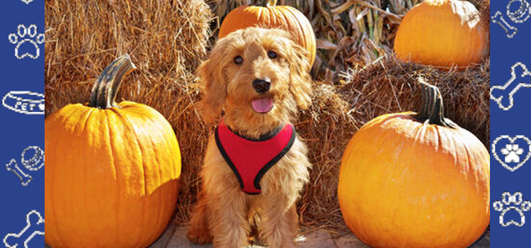 Pet-Proofing for Pumpkin Season: Keeping Your Emotional Support Animal Safe This Fall