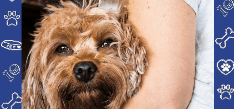 Spring Cleaning with Pets: Safe Tips & Cheap ESA Letter Guide