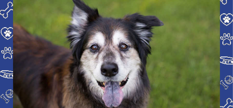 The Benefits of Adopting Older Pets: Why Age Shouldn’t Matter