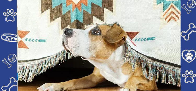 Saying Goodbye to September: How Emotional Support Animals Help Us Transition Into Fall