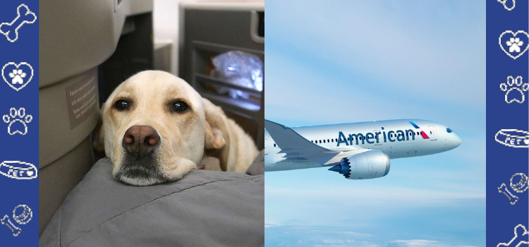 Psychiatric Service Dog Training and Behavior Requirements for American Airlines by PetCerts.com