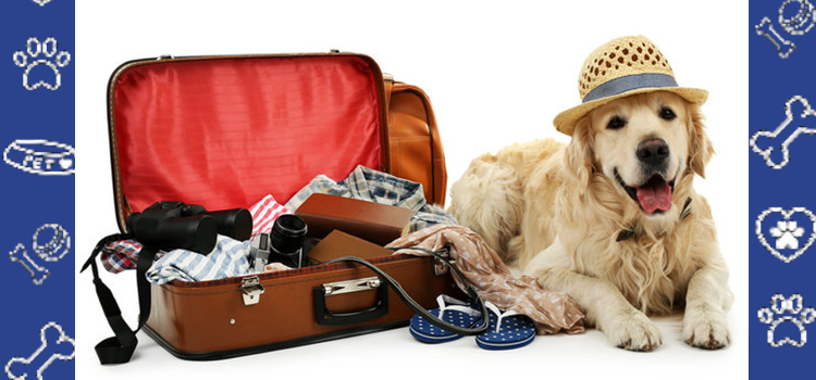 Preparing Your Pet for Their First Adventure: A Step-by-Step Guide