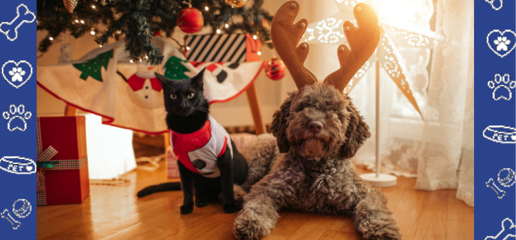 Photoshoot Ideas: Capturing the Perfect Christmas Moments with Your Pets