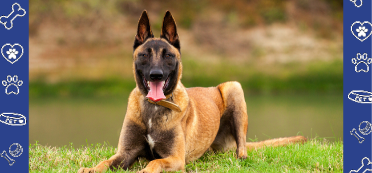 Is the Belgian Malinois the Right Dog for Your Family?