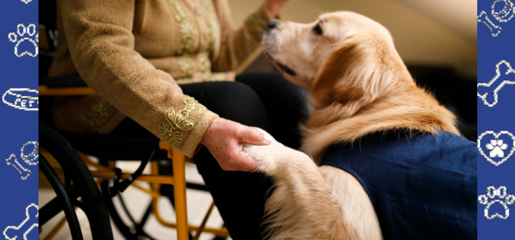 What Landlords in Vermont Must Know About Psychiatric Service Dogs