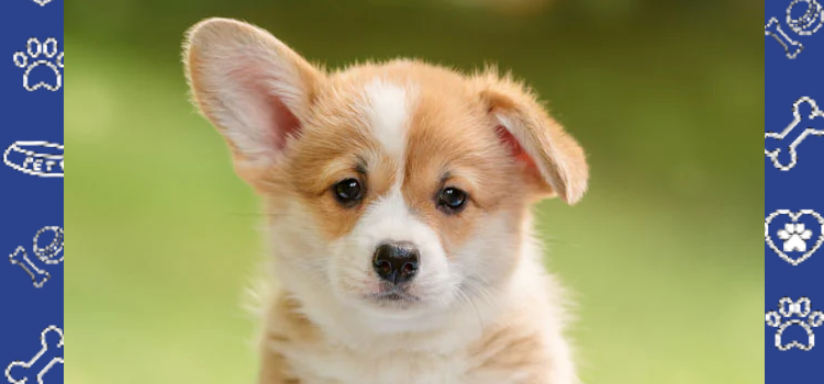 Cheap ESA Letter for Housing: How to Get a Legal Emotional Support Animal Letter in 2025