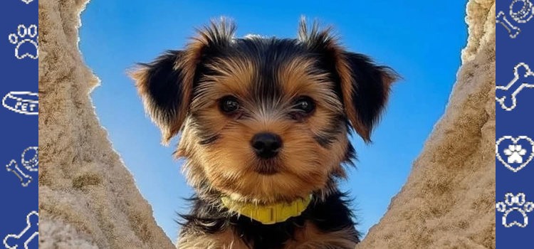 Cheap ESA Letter 2026: Live in 'No-Pet' Housing Legally | PetCerts