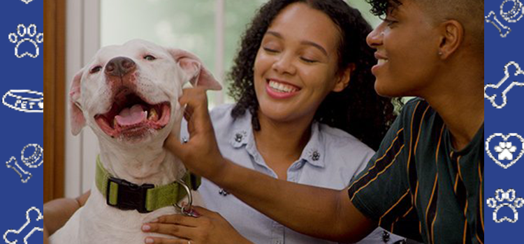 Campus Companions: How Emotional Support Animals Are Changing University Life in the U.S.